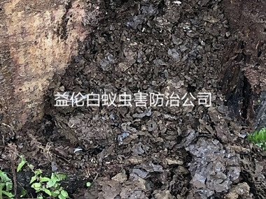 花都工厂库房防治白蚁巢