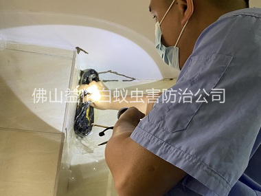 盐步房屋治白蚁工程